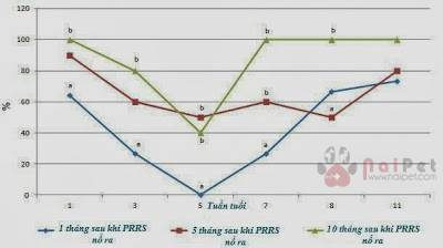 su-tuong-tac-benh-prrs-va-pvc2-trong-trai-heo 4
