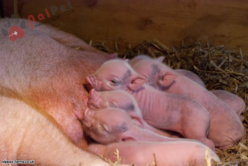 tang-trong-tuan-dau-tien-sau-cai-sua