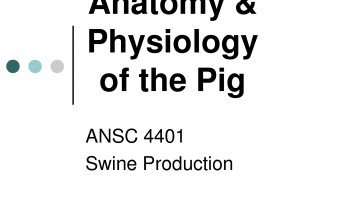 tap-tinh-va-sinh-ly-cua-heo-habits-and-physiology-of-hog