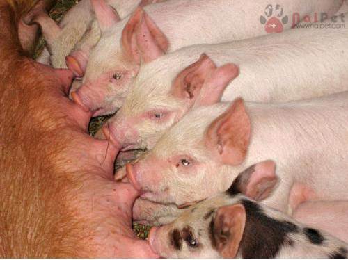 thoi-ky-tuyen-vu-phat-trien-va-the-trong-cua-heo-khi-cai-sua