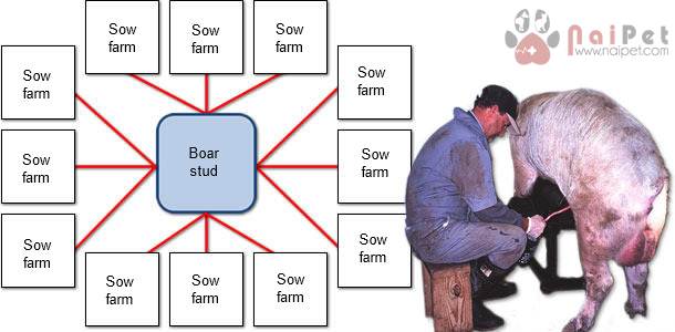 thu-tinh-nhan-tao-o-heo 1