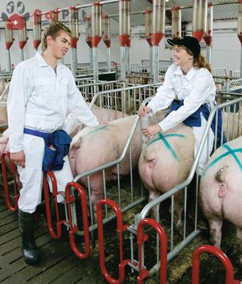 thu-tinh-sau-trong-tu-cung-heo-nai-thanh-cong