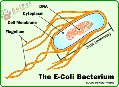 tieu-chay-o-heo-do-vi-khuan-e-coli 2