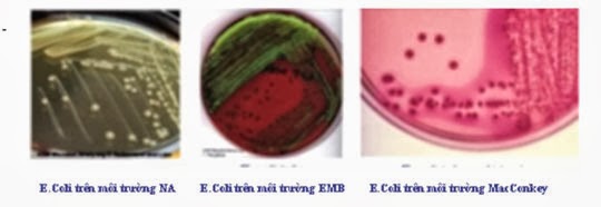 tieu-chay-o-heo-do-vi-khuan-e-coli 3