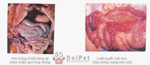 tieu-chay-o-heo-do-vi-khuan-e-coli 4