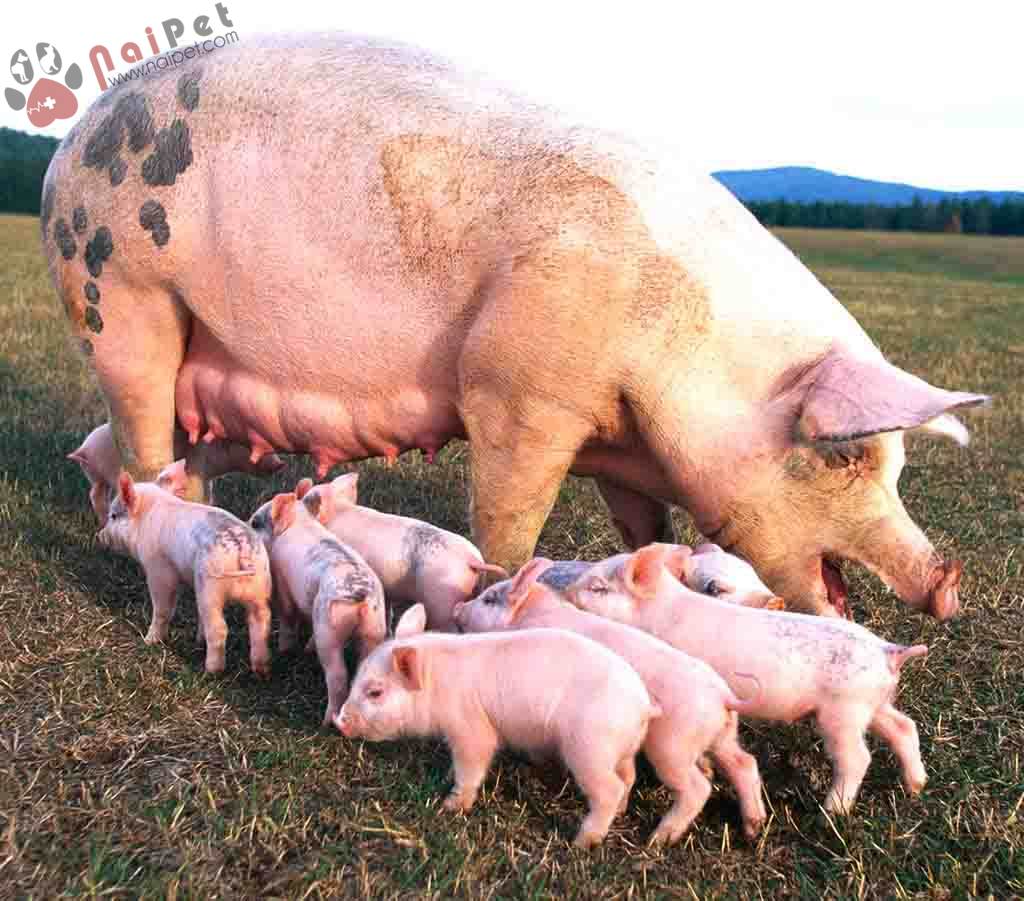 ty-le-thay-nai-va-tam-quan-trong-cua-heo-hau-bi