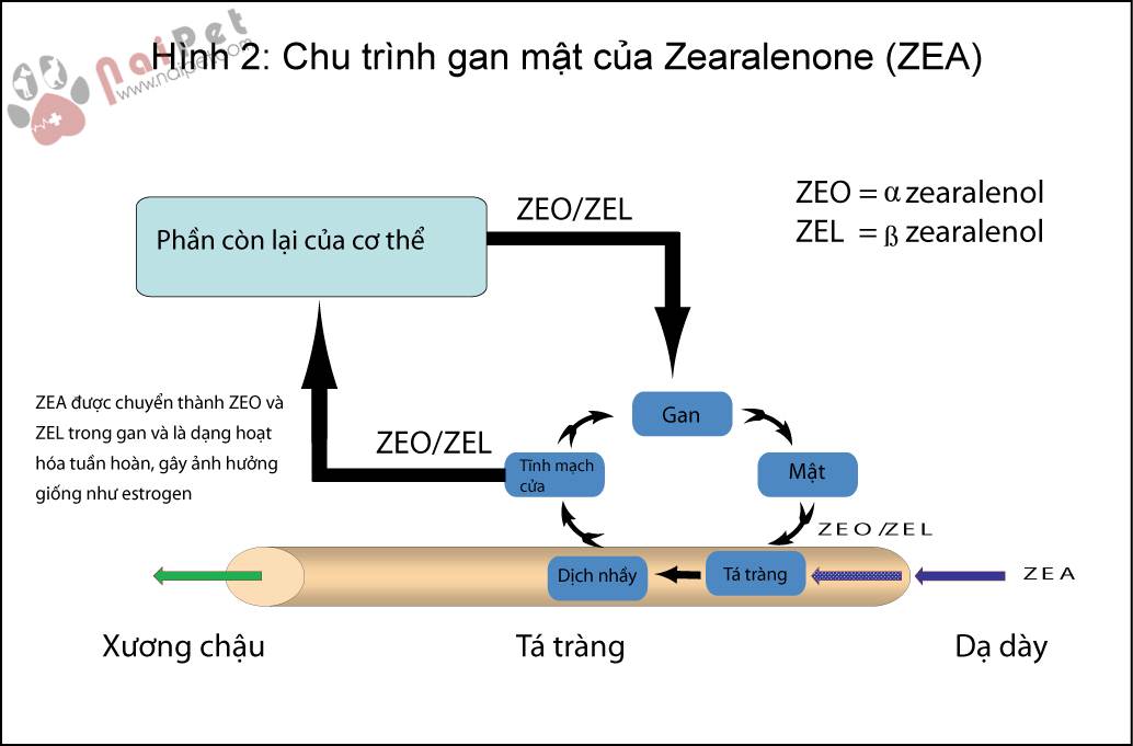 zeralenone-lam-giam-hap-thu-dinh-duong-o-heo-con 1