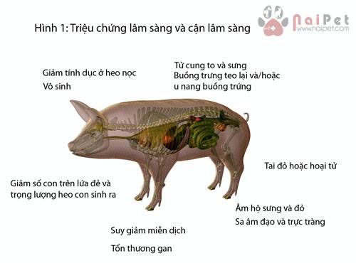 zeralenone-lam-giam-hap-thu-dinh-duong-o-heo-con 6