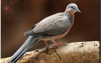 tong-hop-ky-thuat-nuoi-chim-cu-gay-tong-hop-ky-thuat-nuoi-chim-cu-gay 1