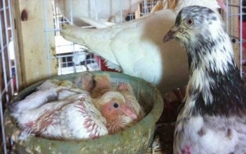 ky-thuat-nuoi-chim-bo-cau