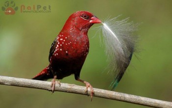 dsc_312951840044redmunia-640x421