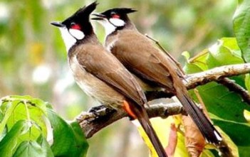 nguoiduatin-chimcanhtunhien2