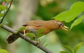 12-luu-y-can-biet-khi-nuoi-chim-hoa-mi1