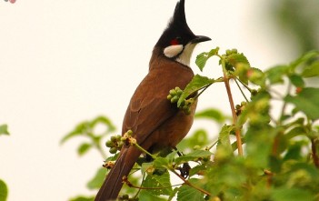 cach-de-nhat-de-phan-biet-chim-chao-mao-trong-va-mai1