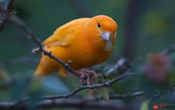 che-do-dinh-duong-khi-nuoi-chim-yen-hot-hay