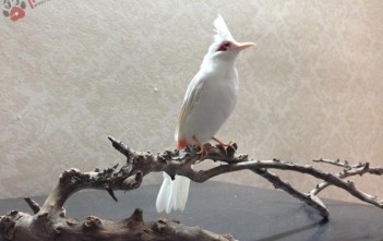 ky-thuat-nuoi-chim-chao-mao-bach-tang-sinh-san