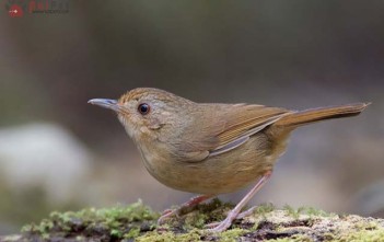 cach-cham-soc-chim-tieu-mi1