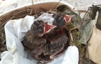 cach-chan-soc-chim-chao-mao-con