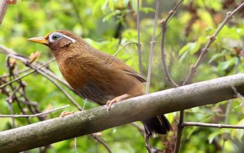 cach-chon-mua-chim-hoa-mi-chuan-nhat