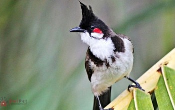 cach-huan-luyen-chao-mao-ma-trang-thanh-chim-moi