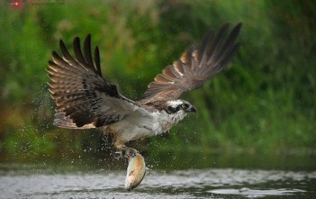 cach-huan-luyen-chim-ung-phan-1