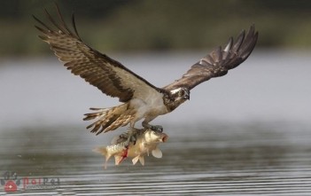 cach-huan-luyen-chim-ung-phan-3