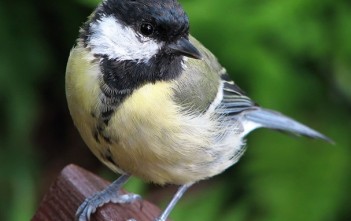 cach-nuoi-chim-bac-ma