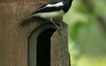 cach-thuan-chim-chich-choe-than-boi-phan-21