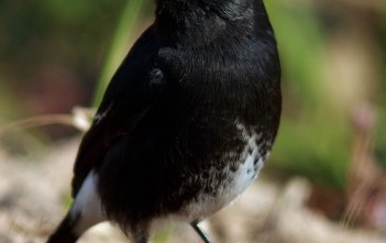 cach-thuan-chim-chich-choe-than-boi12