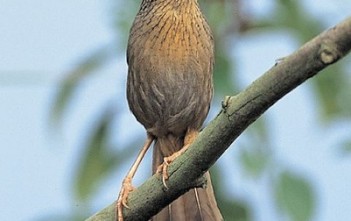 kien-thuc-co-ban-ve-chim-hoa-mi-phan-11