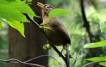 kien-thuc-co-ban-ve-chim-hoa-mi-phan-2