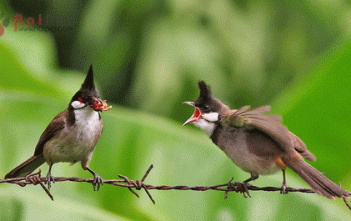 kinh-nghiem-cham-soc-chim-chao-mao-thay-long1