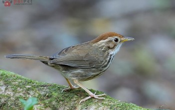 kinh-nghiem-nuoi-chim-tieu-mi