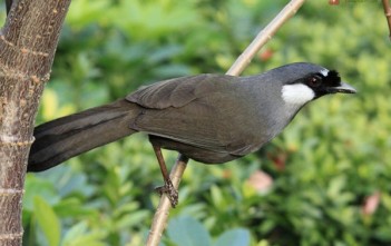 ky-thuat-nuoi-chim-khuou2