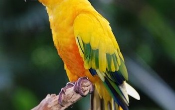 ly-do-ban-khong-nen-nuoi-chim-vet-phan-12