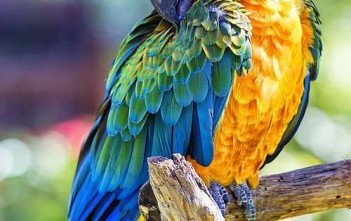 ly-do-ban-khong-nen-nuoi-chim-vet-phan-2