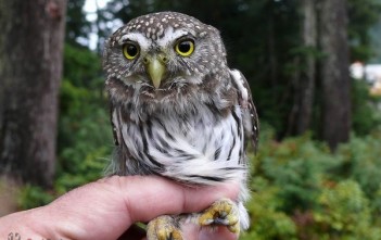 tim-hieu-ve-cac-loai-cu2