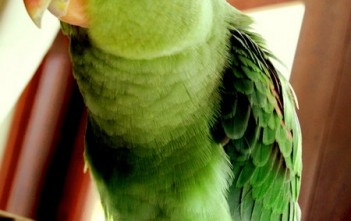 tim-hieu-ve-chim-xich-chim-vet-ma-vang2