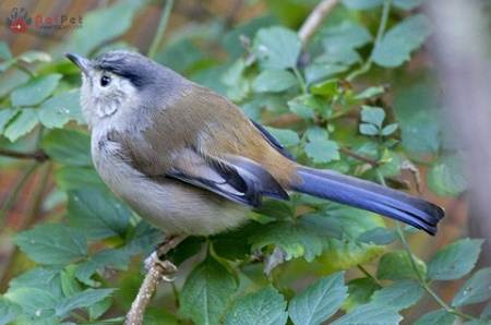 tim-hieu-ve-loai-chim-khuou-lun-canh-xanh