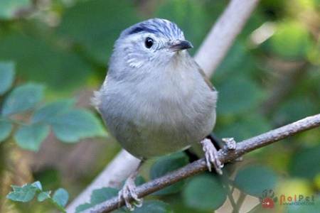 tim-hieu-ve-loai-chim-khuou-lun-canh-xanh1